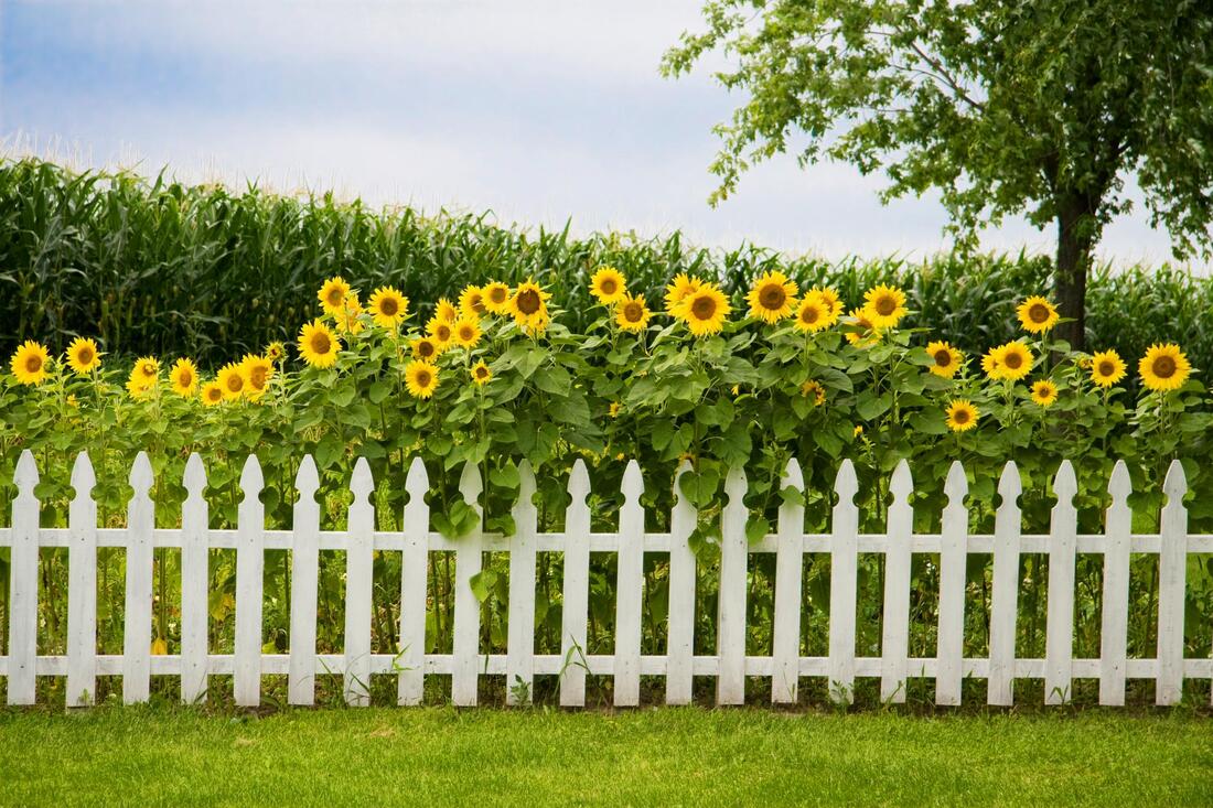 sunflower plants with fence